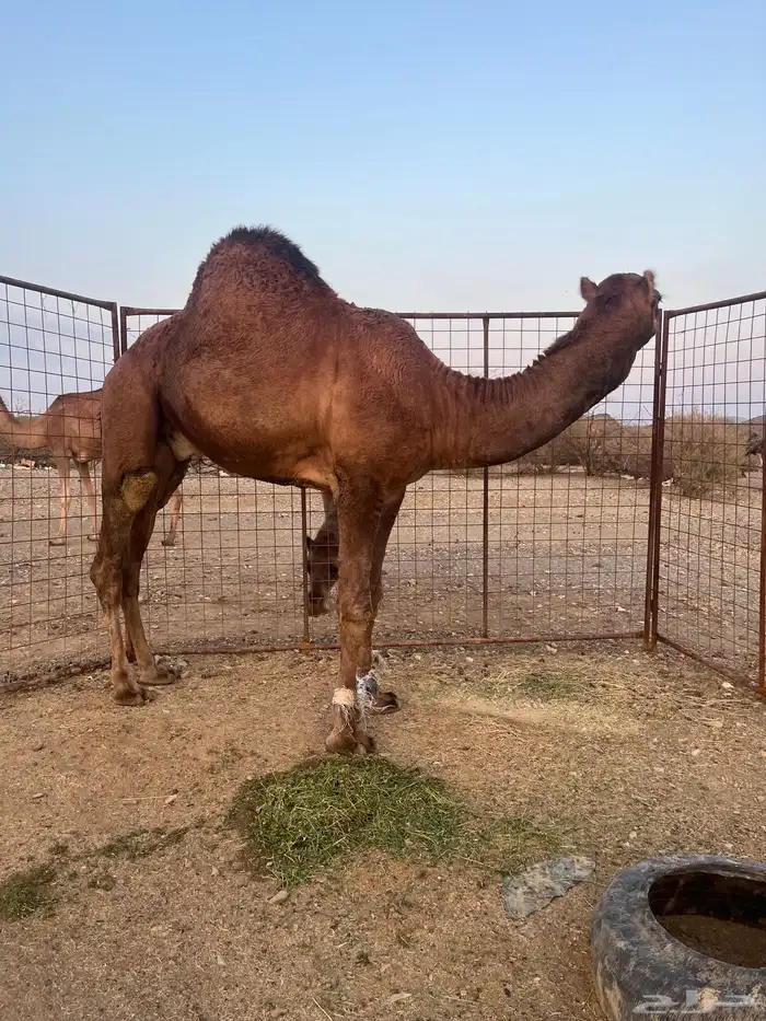 فحل احمر دم 15