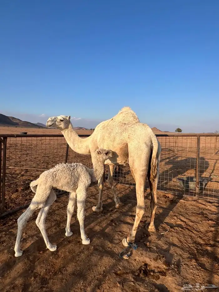 خلفه للبيع 5