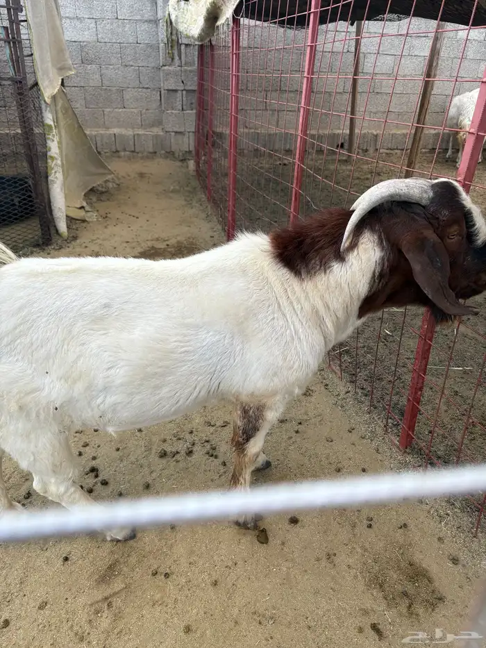 تيس بورقوت 2