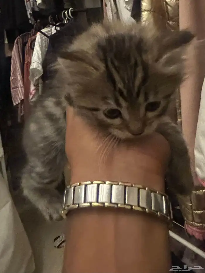 صغار قطط سكوتش 3