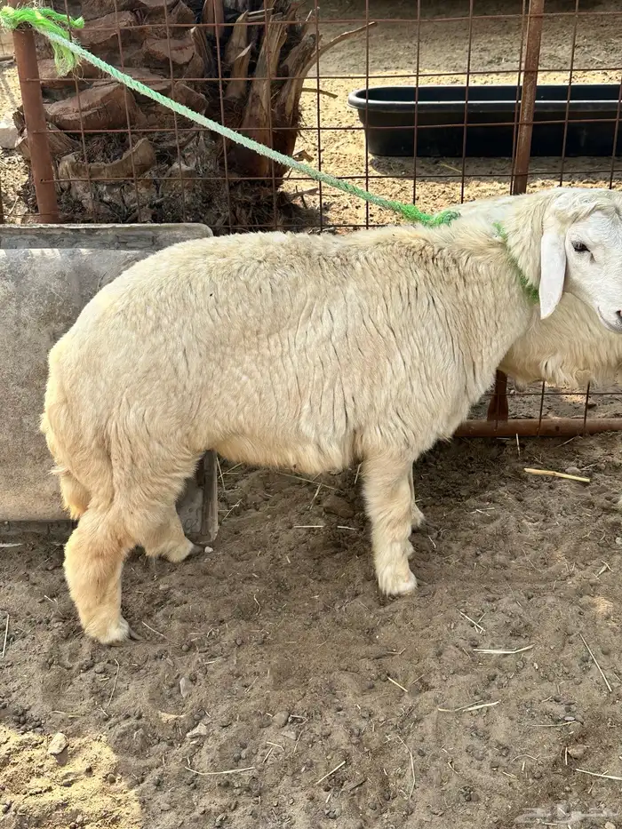 خروفين للبيع 1