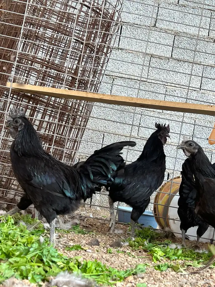 دجاج إندونيسي 5