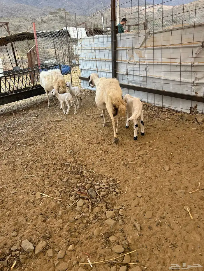 للبيع ضان مقني 4