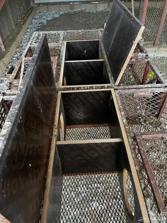 بطريات أرنب 4