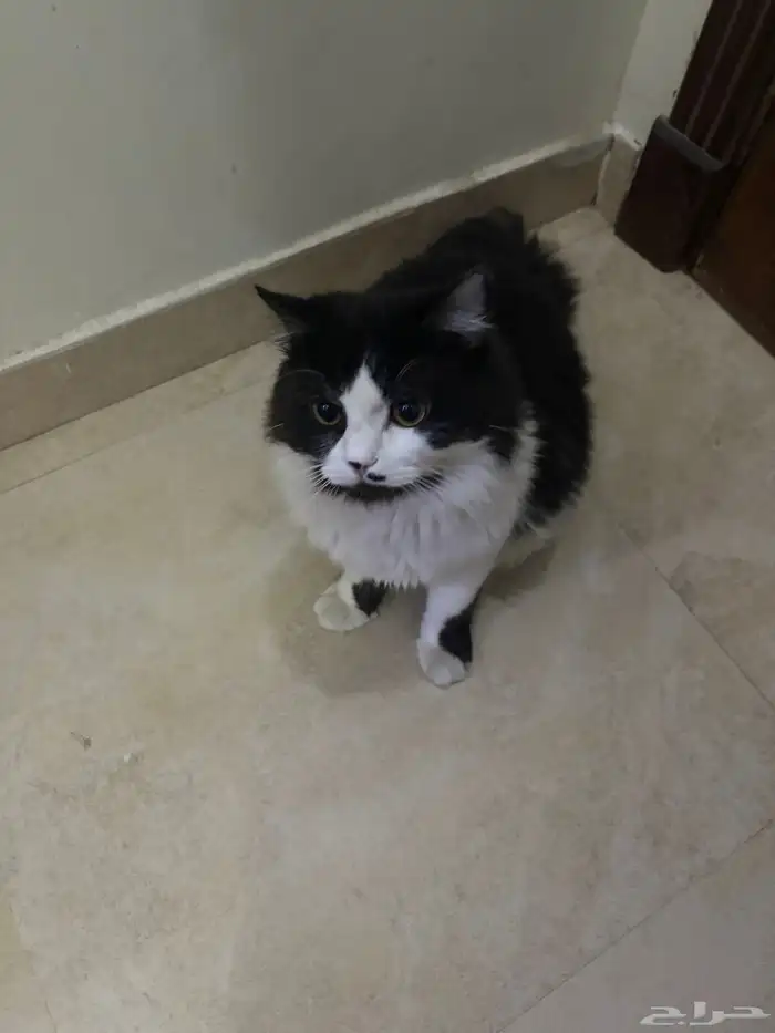 قطط للتبني 0