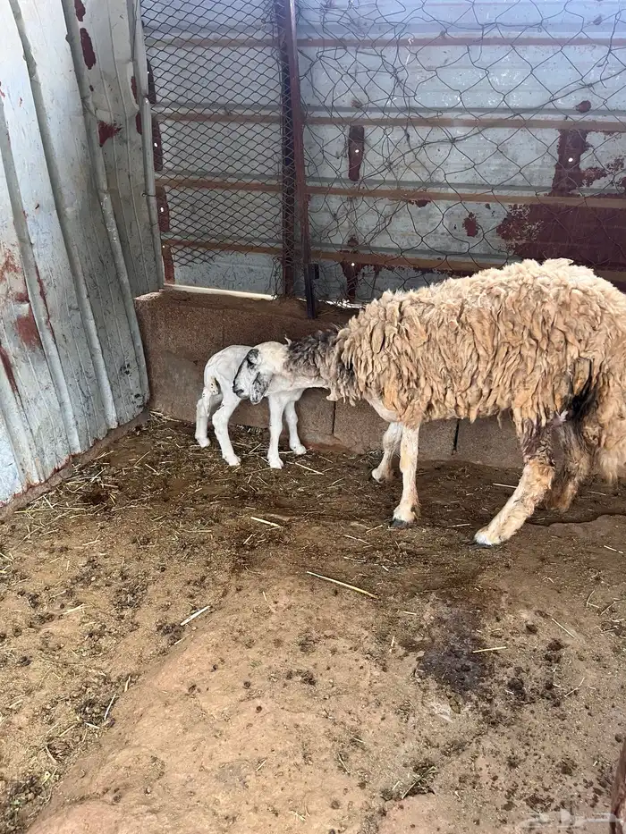 نعجه منتوجه 0