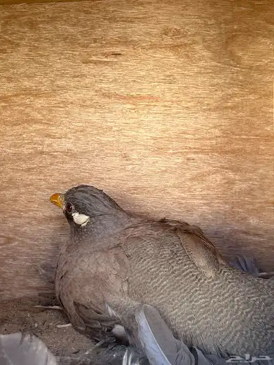 الحجل للبيع index