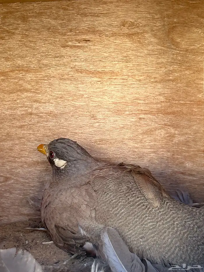 الحجل للبيع 8