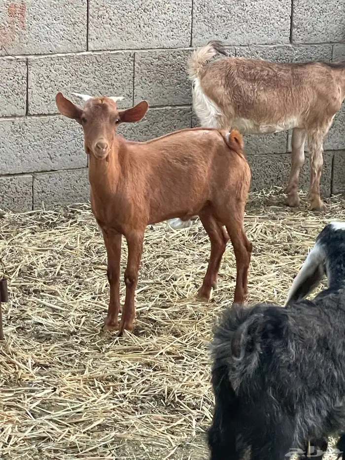 تيوس وجفرات 35