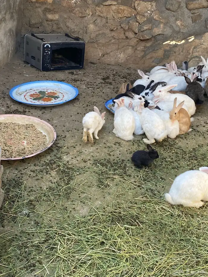 ارانب للبيع 8