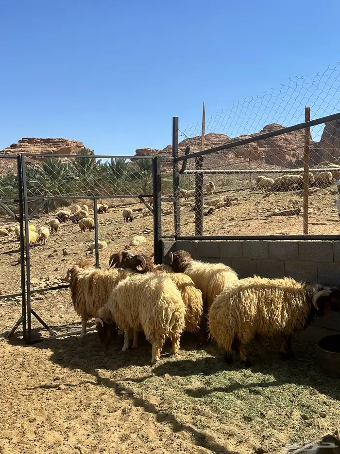 خرفان نعيم طيبه 0