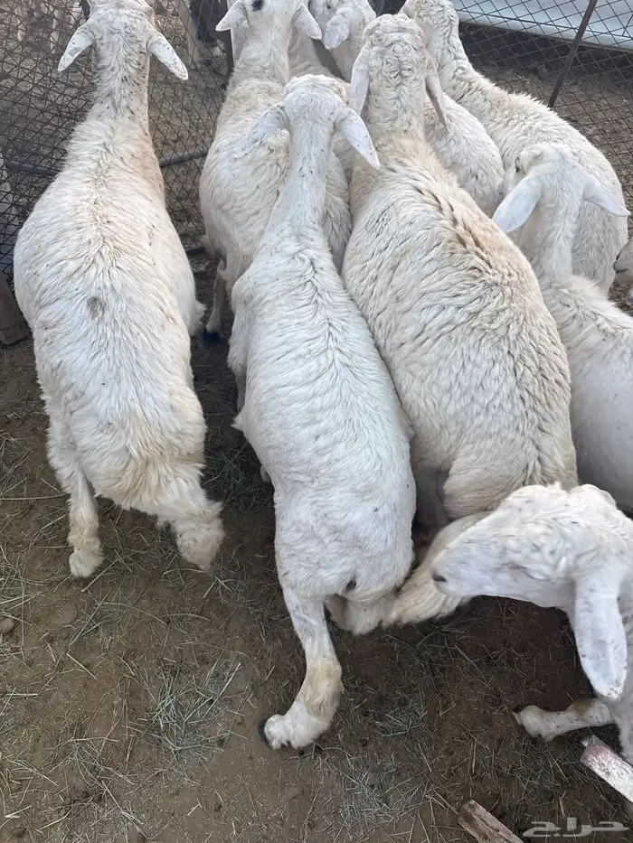 طليان جذعان للبيع 2