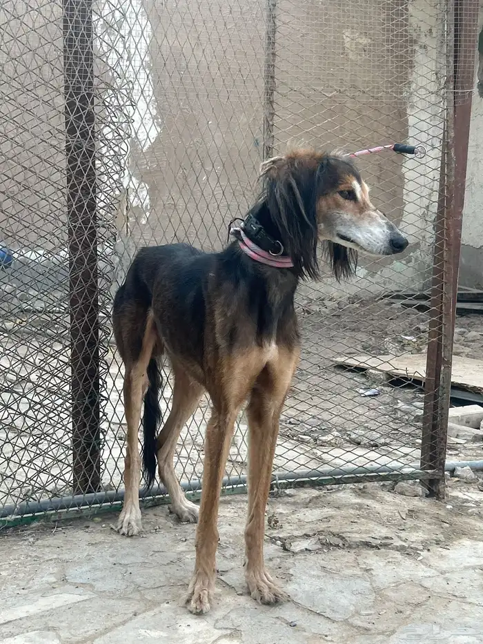 سلوقي عربي بيور 8