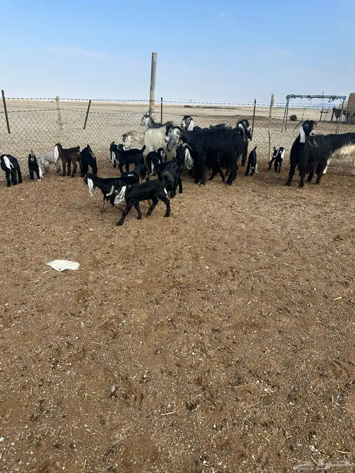 معزا متاومه 1