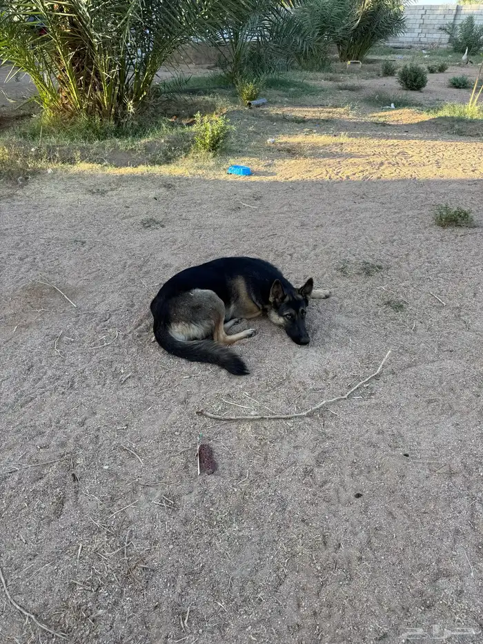 كلب بدون مقابل بشرط 2