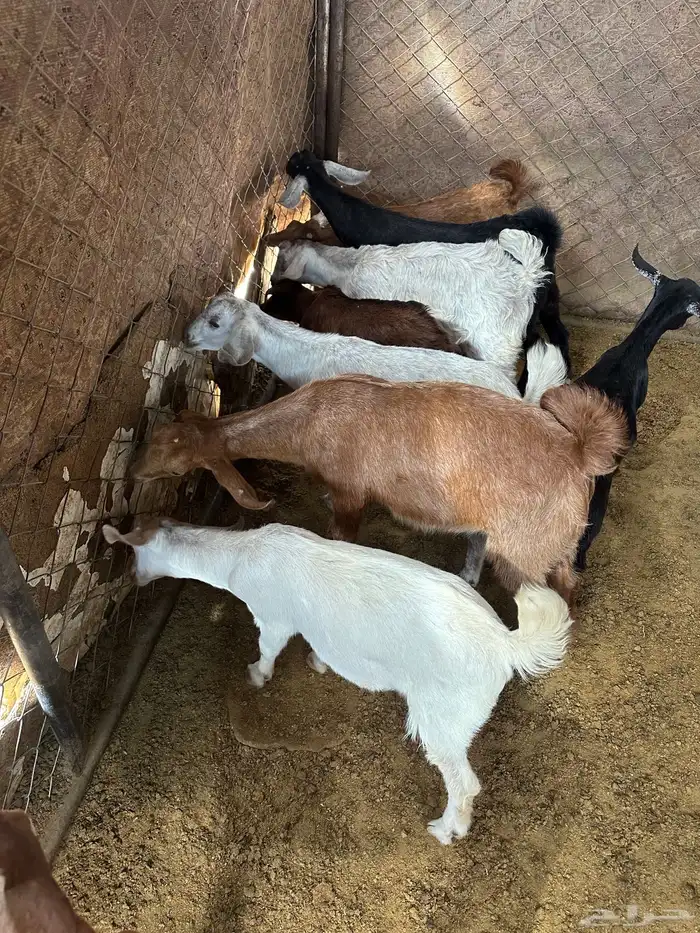 للبيع تيوس بلدي أعمارهم من شهرين ونص اللى ثلاثه ونص 2