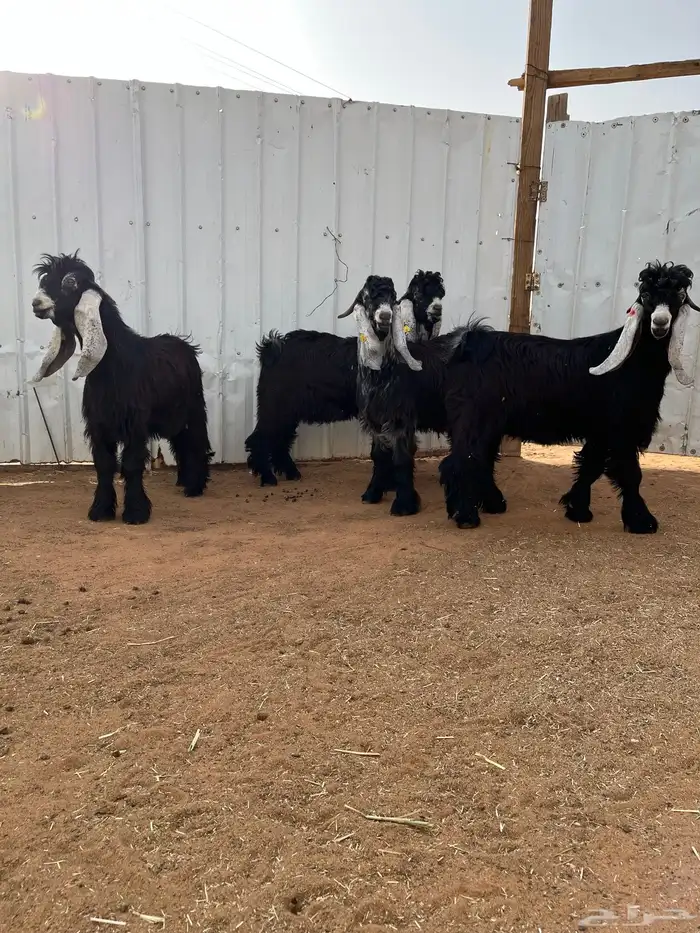 جذعان عارضيات خصم 0