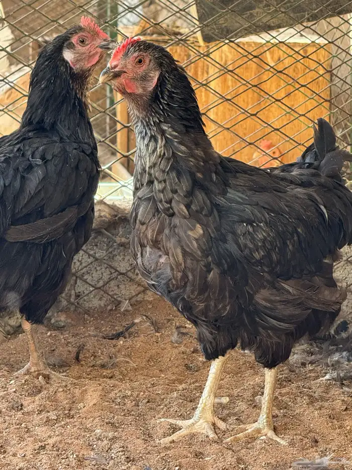 دجاج تركي منتج 10