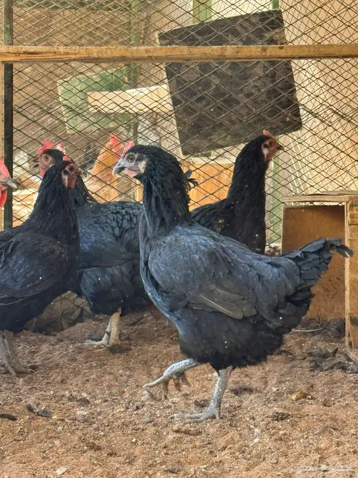 دجاج تركي منتج 3