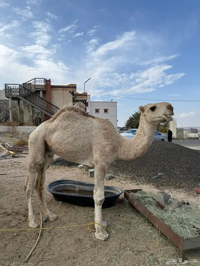 جمل وضح للبيع 1