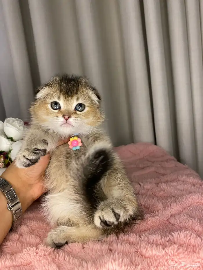 قطط سكوتش تربل فولد للبيع 4