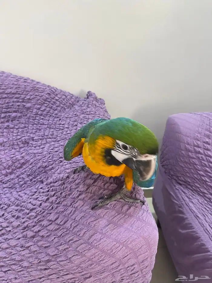 لأهل التمييز والنوادر والهدد فرخ مكاو هارلي قولد 2