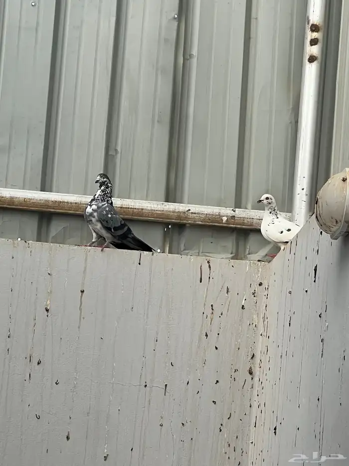 حمام للبيع فيه جمله وت فريدي الجملة 250 العدد 22 حمامه منتج 5