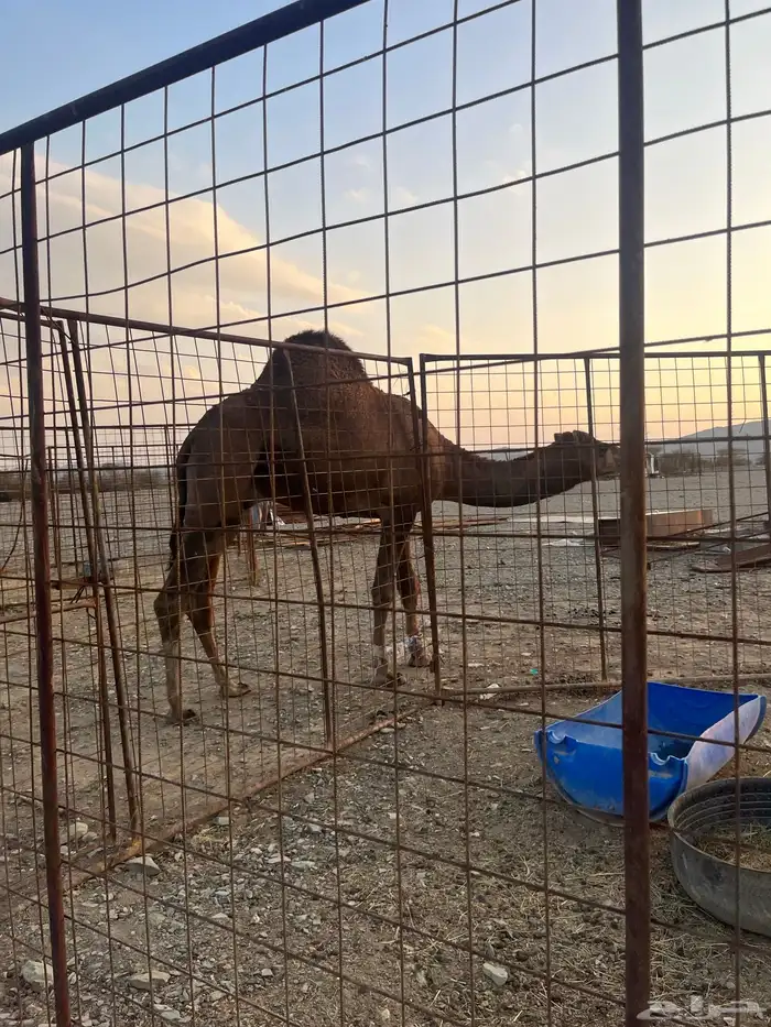 فحل احمر دم 1