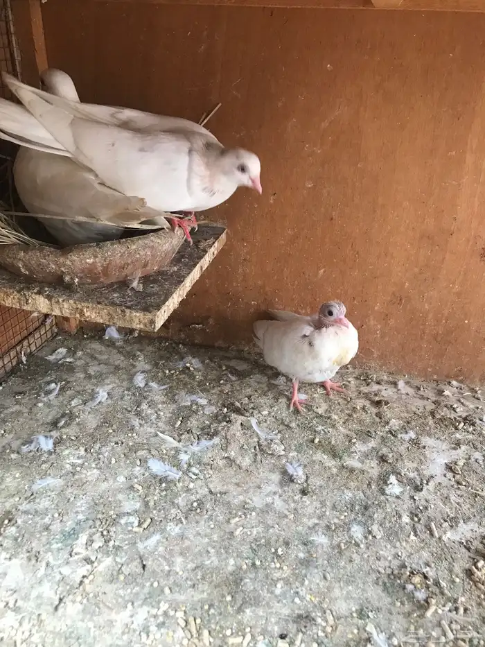 قلاب كوره الوان حلوه 18