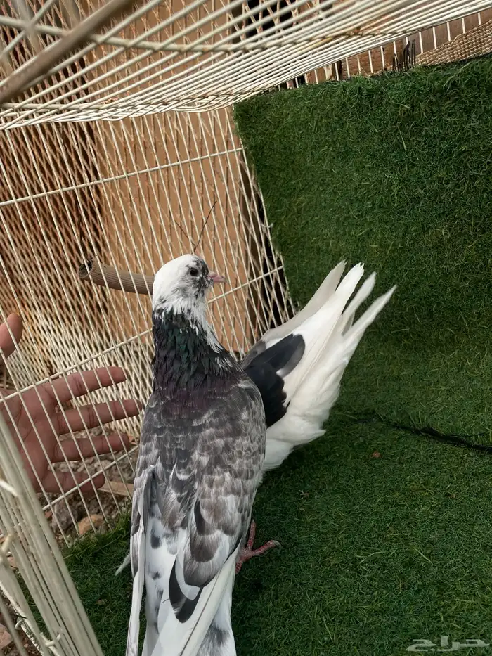 قطايف تب التب 7