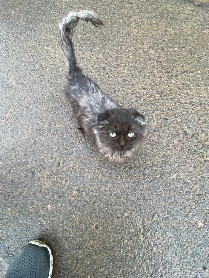 سكوتش بمعارض بريده تحديدا  عند معرض الزويد 0