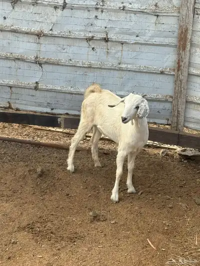 جفره بيشيه index