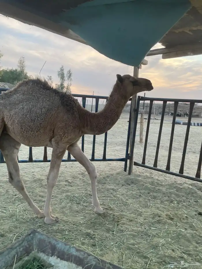 بكره طيبه كفو سمين 2