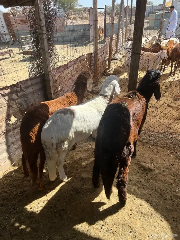 سواكن جبره 8