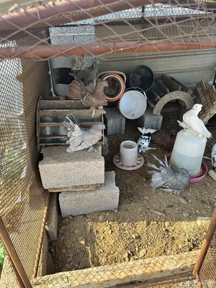 حمام امريكي ازواج رقاص محايل 3