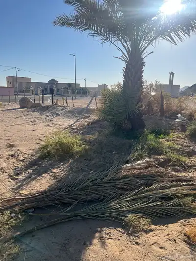 سعف حلال للبيع توه مصرف النخل index