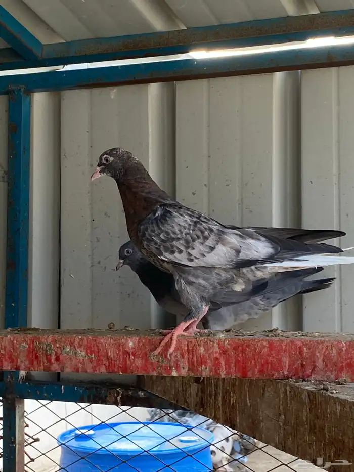 حمام قطيفي طبات ( تم البيع) 6