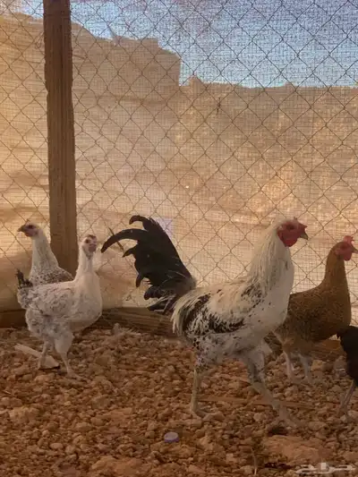 البيع ديك هندي index