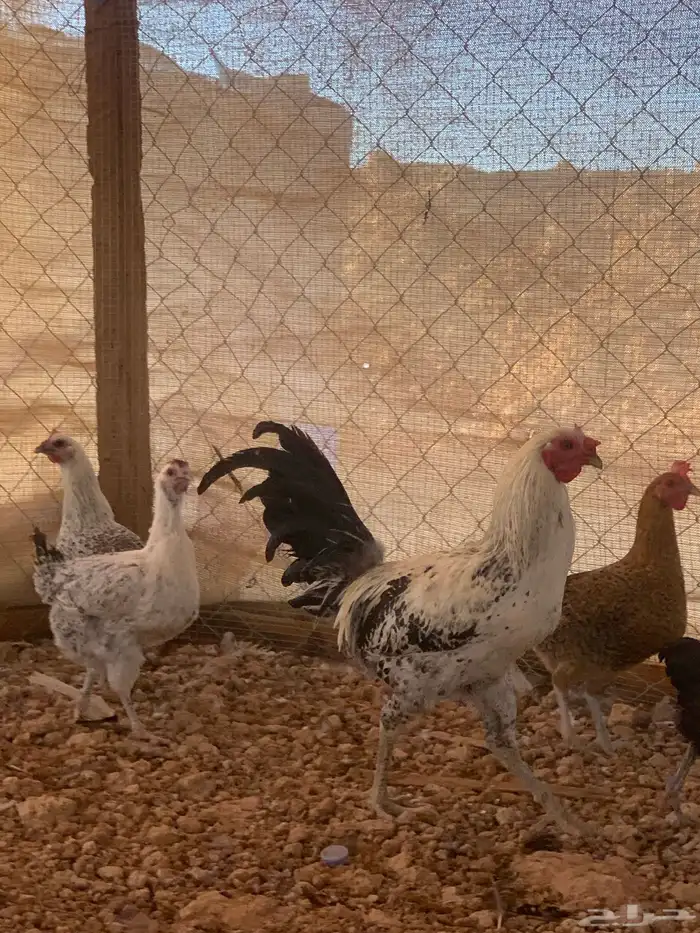 البيع ديك هندي 1