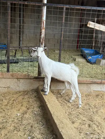 جفار على الشرط index