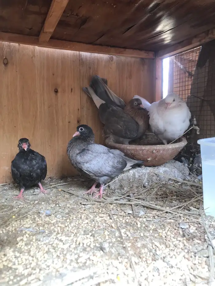 قلاب كوره الوان حلوه 21