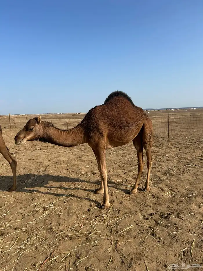 بكار سواحل خوات 4