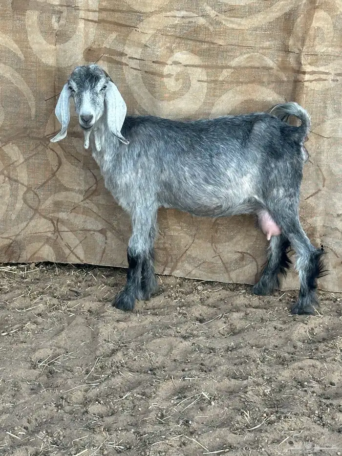 سديس دافع حاشد تلد 1