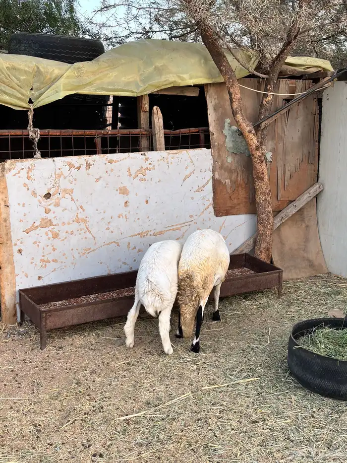 طلي سواكني وطلي حري 2