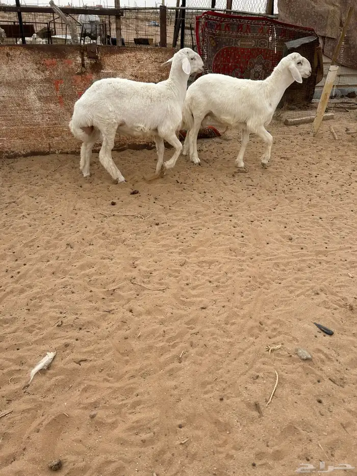 طلين فاخره تم البيع 2