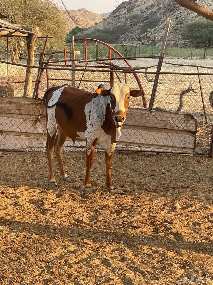 للبيع حسلان العدد 2 1