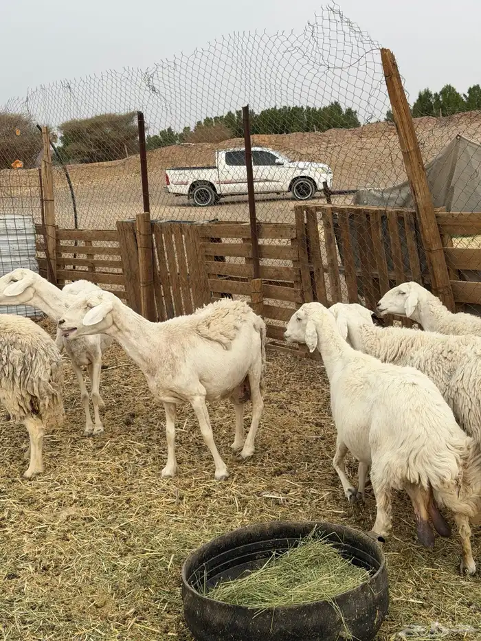 ضان حريات ولد ومضاريع نظيفه الحد 1350 9