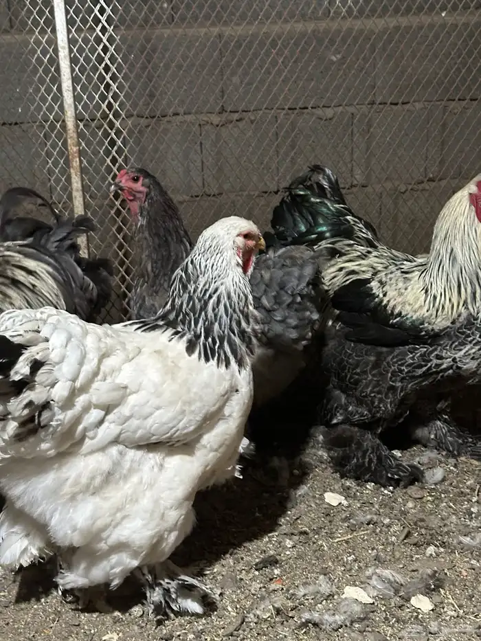 دجاج براهما اصلي 2