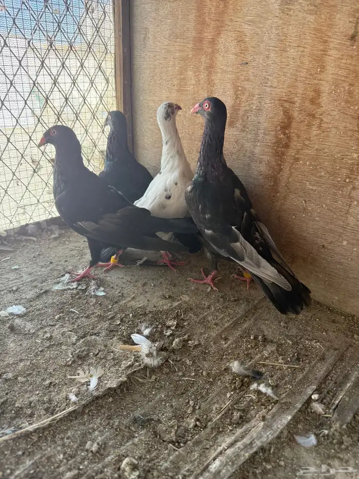 حمام طبات دنش وفحل سوداني جامبو 6