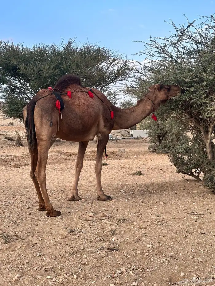 ناقة حمراء ساحليه لقحه 2